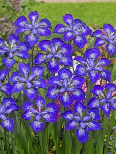 Iris sibirica I See Stars 800_700